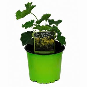 130mm Ladies Mantle - Alchemilla mollis