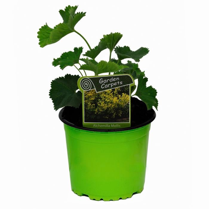 130mm Ladies Mantle - Alchemilla mollis