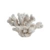 Maine & Crawford 7 Seas Resin 13cm Shell Ornament - White