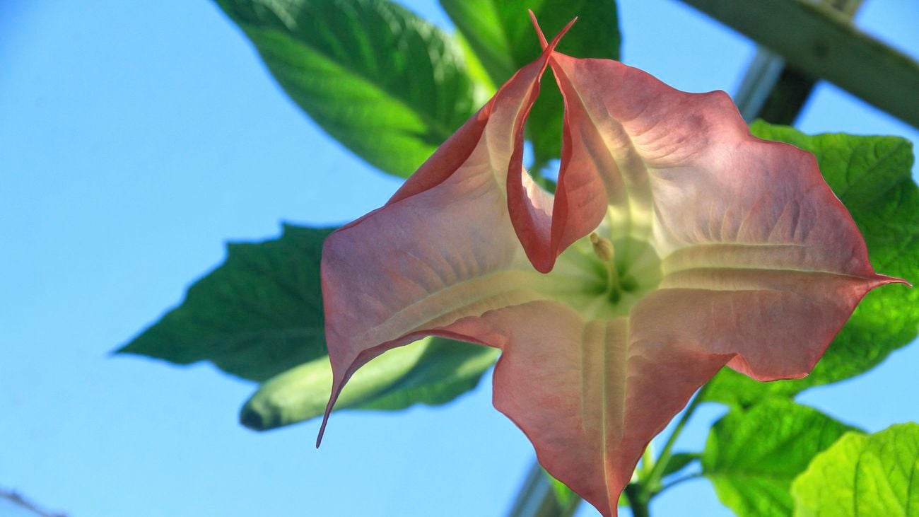 close up of a gladioli flower