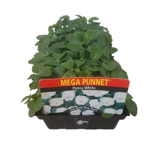 Mega Punnet - Pansy White - Viola x wittrockiana
