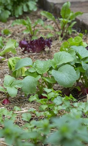 Herbs growing in a garden bed