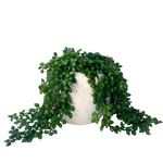 UN-REAL 20cm Artificial String Of Pearls Plant
