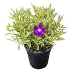 4L Tibouchina Blaze Of Glory - Tibouchina organensis