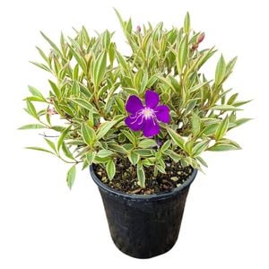 4L Tibouchina Blaze Of Glory - Tibouchina organensis