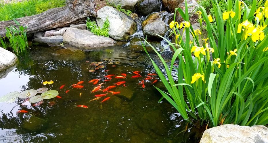 Fish in a pond with flowers and a small waterfall