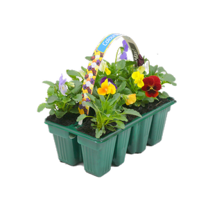 Viola - Viola cornuta - 8 Pack
