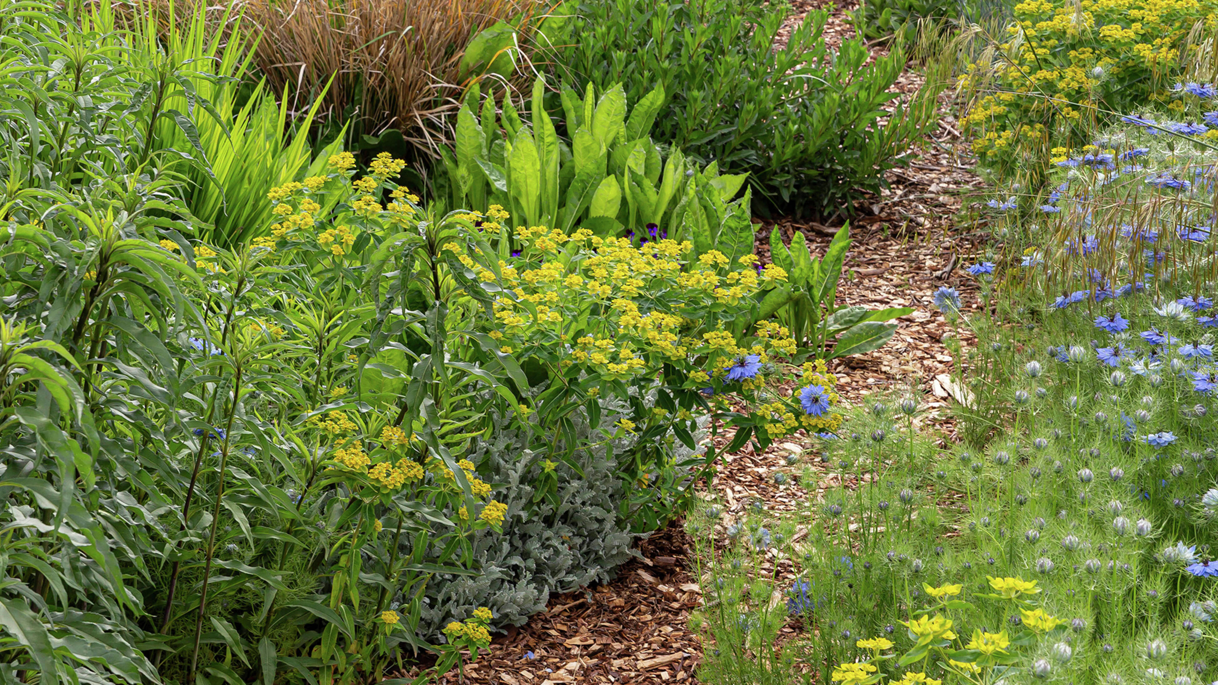 A garden with a mulch path winding through dense greenery and flowering plants