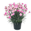 1.9L Dianthus Pink Eclipse