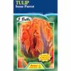 Tulip Irene Parrot - 5 Bulbs