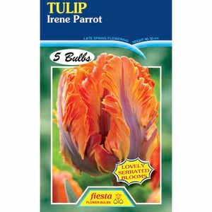 Tulip Irene Parrot - 5 Bulbs