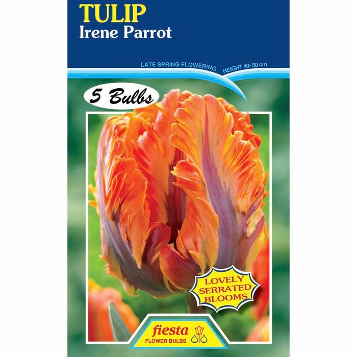 Tulip Irene Parrot - 5 Bulbs