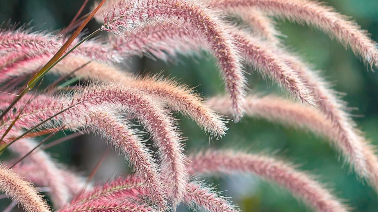 Purple fountain grass