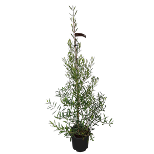 10L Greek Olive - Olea el Greco