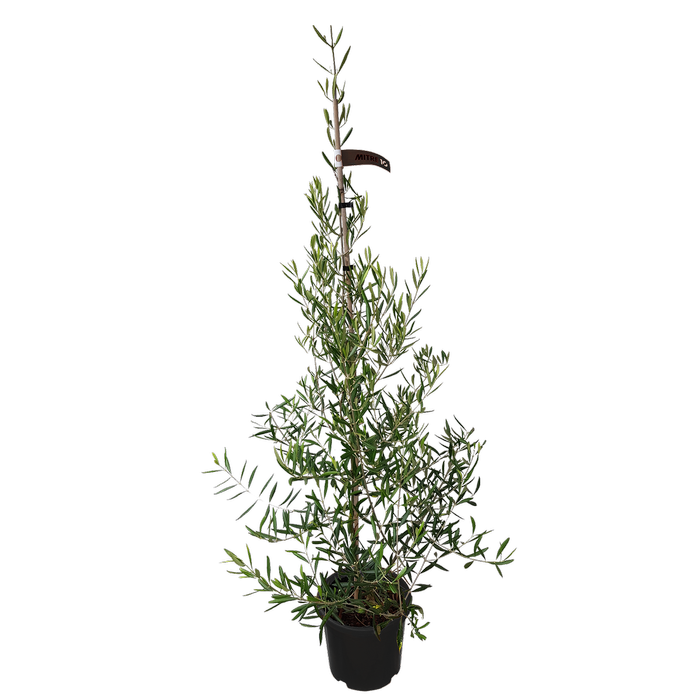 10L Greek Olive - Olea el Greco