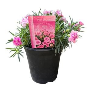 14cm Dianthus Sprint Pink Shades - Dianthus - Gardening Solutionz