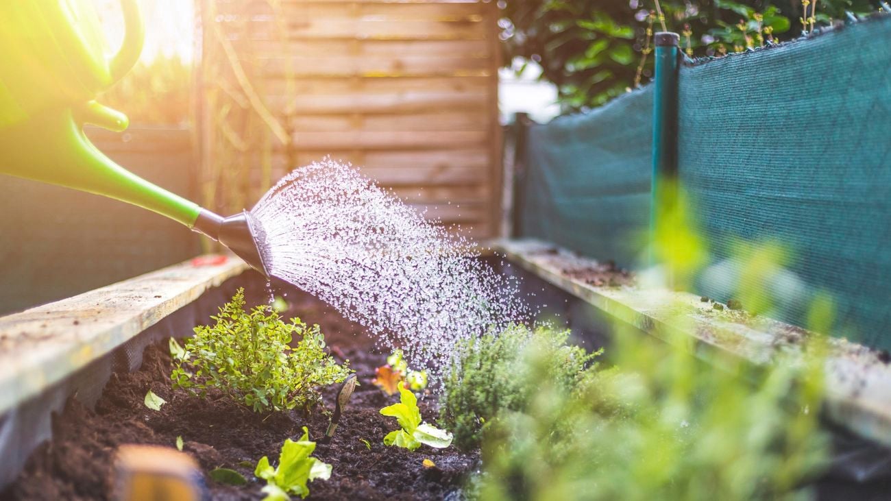 Close-up of a someone watering plants in a raised bed using a watering can