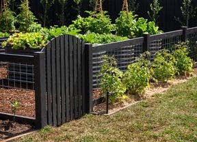 A backyard with a vegie garden in it