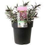 200mm Hebe Annie's Winter Wonder - Hebe hybrid