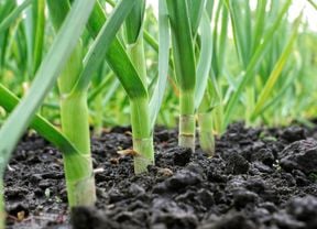 DIY Advice Image - How to grow garlic. G Drive blob storage upload.