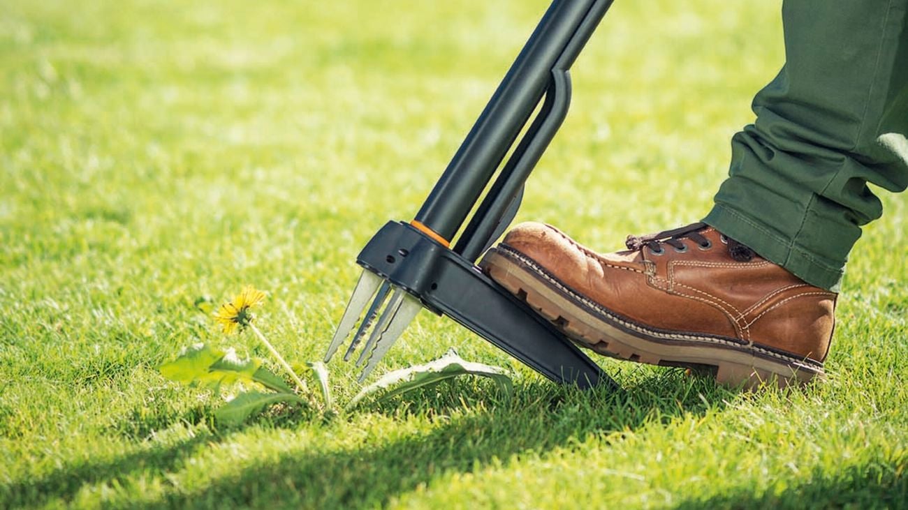 Person uses Fiskars weed puller on their lawn and trims a small, yellow flower