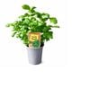 90mm Nudo Herbs Sweet Basil - Ocimum basilicum