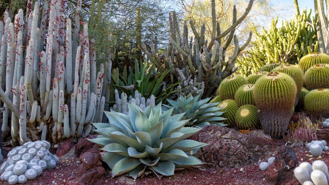 A range of plants including cacti and succulents.