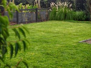 Image of tidy backyard with great looking grass