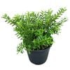 4L Hebe - Hebe diosmifolia Garden Beauty