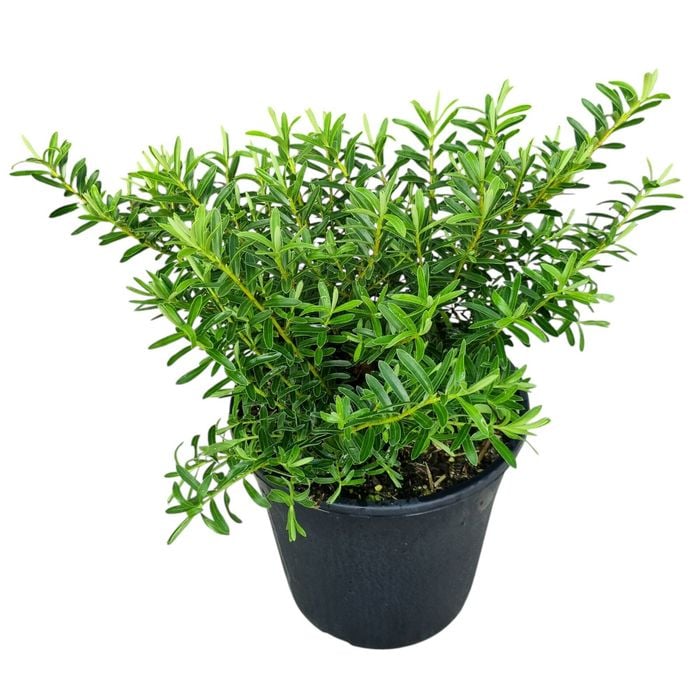4L Hebe - Hebe diosmifolia Garden Beauty