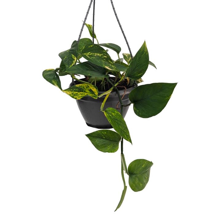 Green House 200mm Devils Ivy in Hanging Basket - Epiprimnum aureum