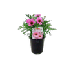 1.5L Argyranthemum Grandessa - Argyranthemum frutescens