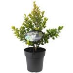 200mm Cheetah - Syzygium australe 