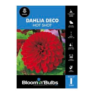 Bloomin Bulbs Dahlia Hot Shot 1 Pack