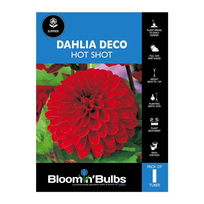 Bloomin Bulbs Dahlia Hot Shot 1 Pack