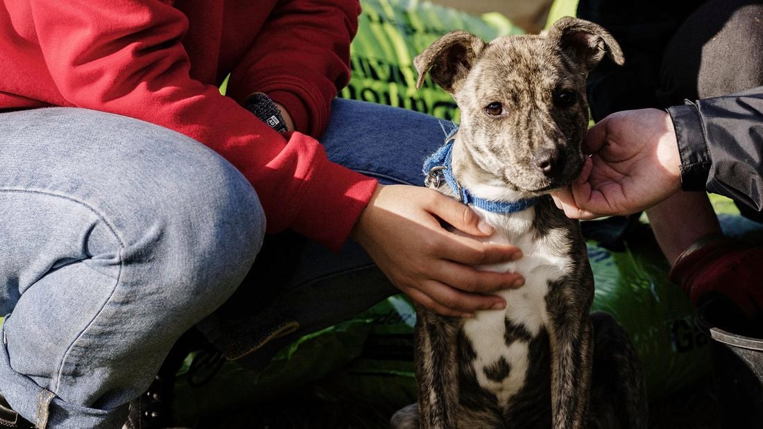 A Bunnings Team Member with a dog