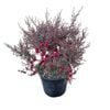 4L Tea Tree / Manuka - Leptospermum scoparium Wiri Kerry