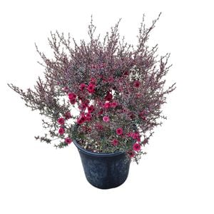 4L Tea Tree / Manuka - Leptospermum scoparium Wiri Kerry