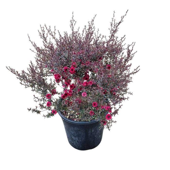 4L Tea Tree / Manuka - Leptospermum scoparium Wiri Kerry