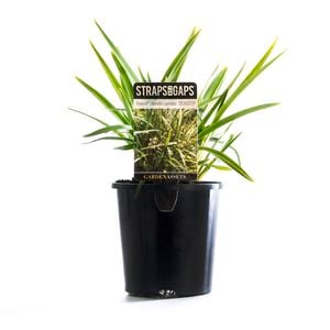 140mm Dianella Breeze - Dianella caerulea