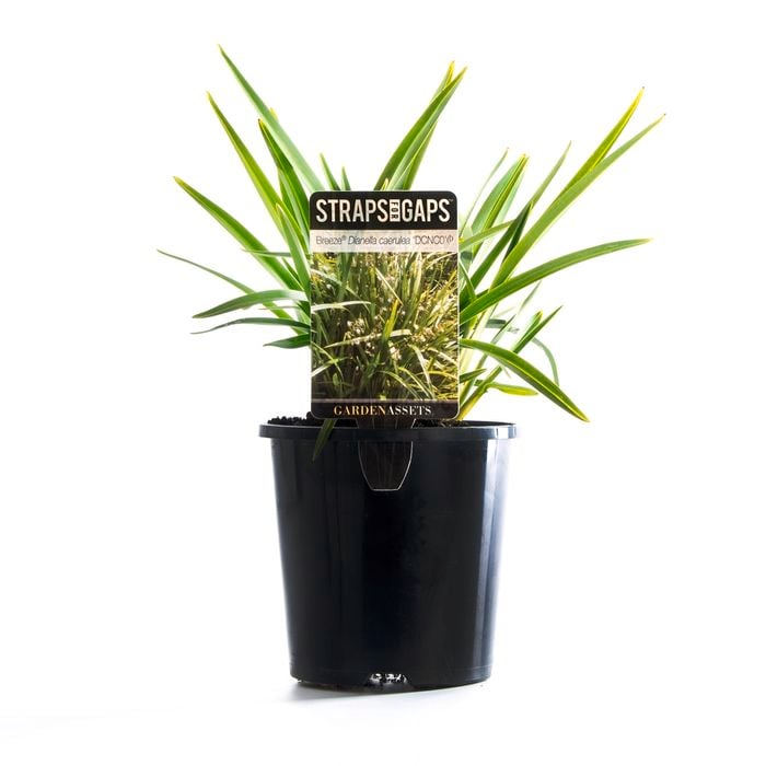 140mm Dianella Breeze - Dianella caerulea