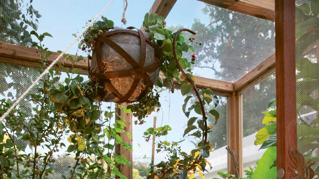 A basket planted with strawberries suspended above lush greenery in a timber-framed greenhouse.