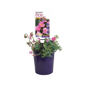 140mm Pink Angel Sunrose - Helianthemum