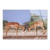 Two Fighting Antelopes  Print 100% Australian Made 120 x 90cm  (Acrylic)