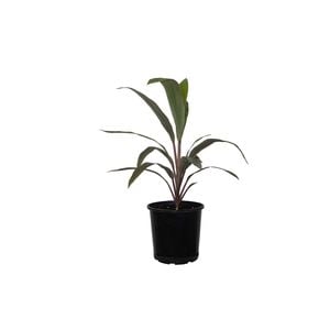 200mm Cordyline Pink Diamond - Cordyline fruticosa 'Pink Diamond'