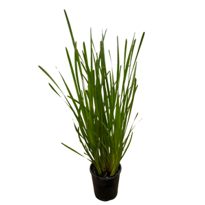 140mm Lomandra Longifolia