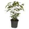 120mm Starlight Weeping Fig - Ficus benjamina Variegata
