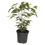 120mm Starlight Weeping Fig - Ficus benjamina Variegata