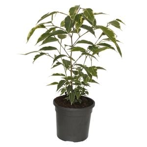 120mm Starlight Weeping Fig - Ficus benjamina Variegata