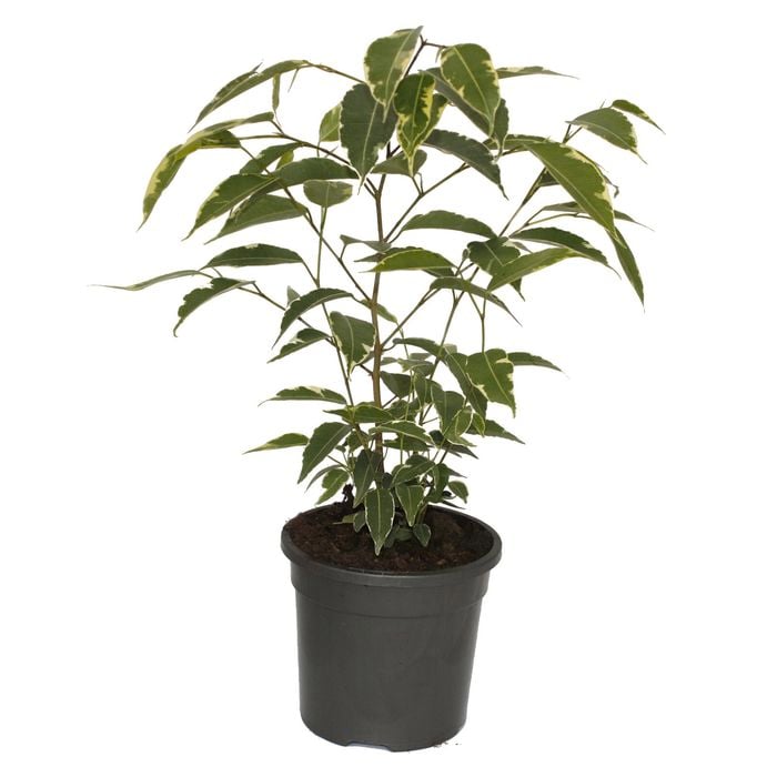 120mm Starlight Weeping Fig - Ficus benjamina Variegata